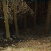 bosco di notte